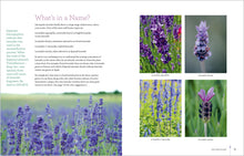 Load image into Gallery viewer, Front Cover