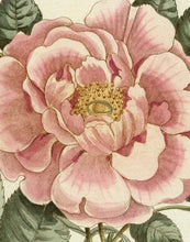 Load image into Gallery viewer, Front Cover