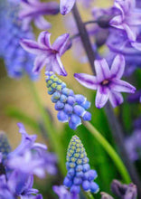 Load image into Gallery viewer, Front Cover