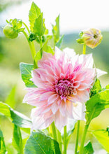 Load image into Gallery viewer, Front Cover